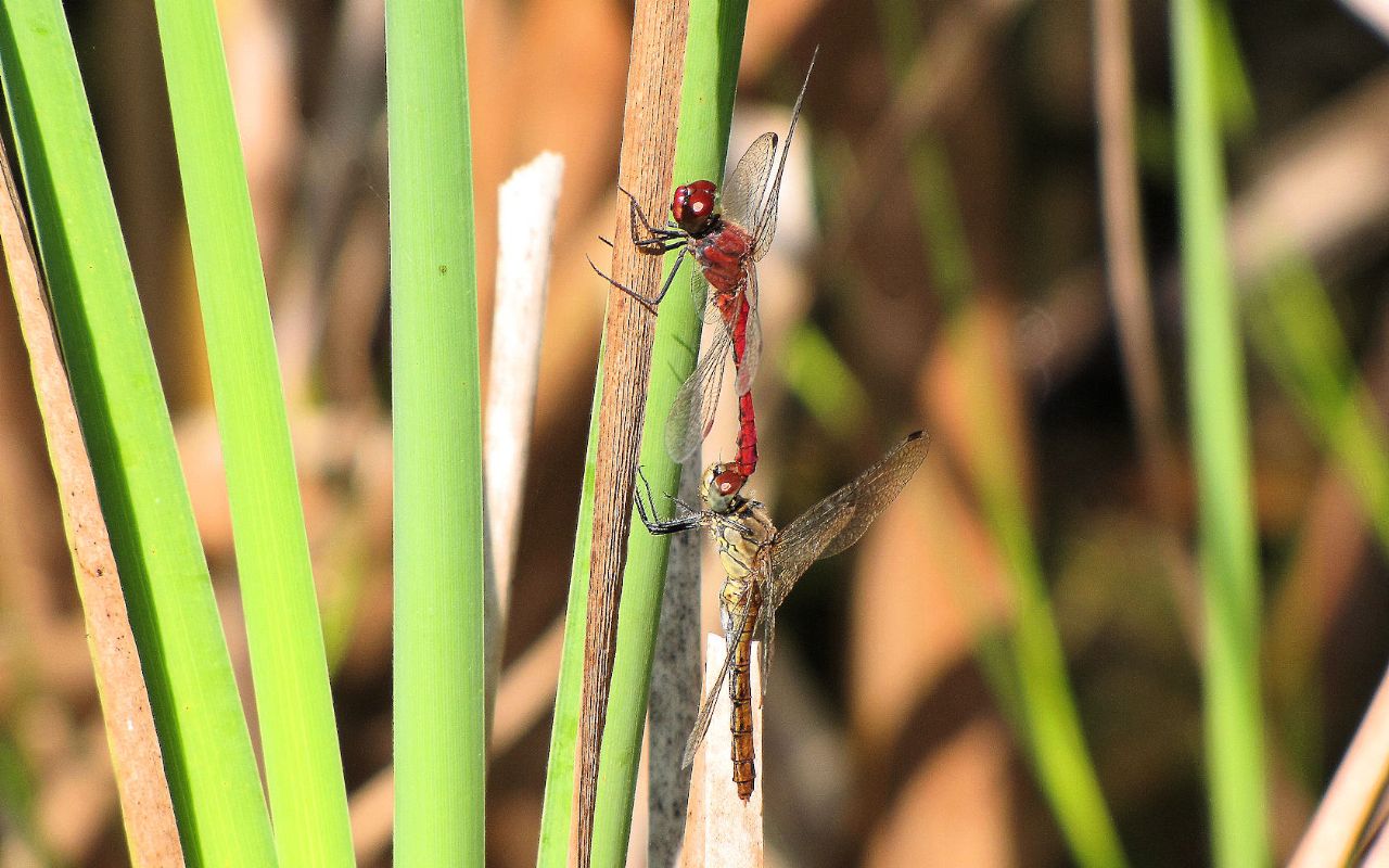 Richiesta di classificazione: Sympetrum sanguineum